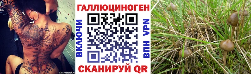дарнет шоп  Рассказово  Псилоцибиновые грибы MAGIC MUSHROOMS 